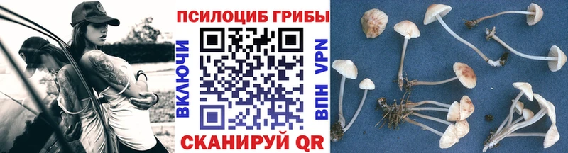 Псилоцибиновые грибы Psilocybine cubensis  наркота  Ачхой-Мартан 